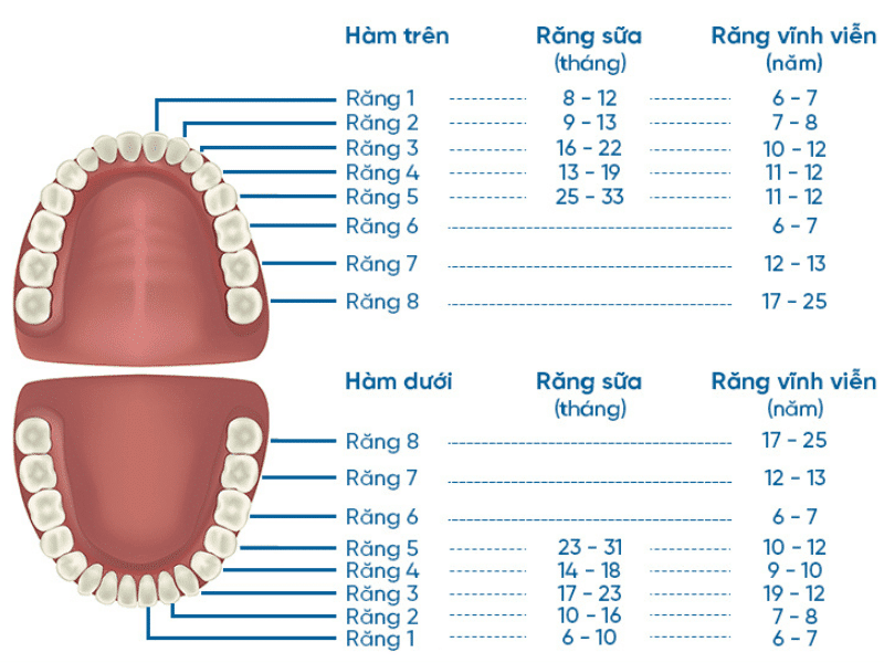 Sơ đồ hàm răng